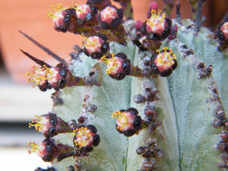 Euphorbia horrida.jpg